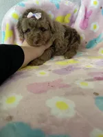 Chicago, a female Poodle - Toy  for sale in Fort Myers, FL – Photo 4 of 7