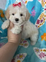 Gracie, a female Maltipoo for sale in Fort Myers, FL – 9 of 9