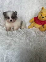 Negroni, a male Pomeranian for sale in Fort Myers, FL – 8 of 8