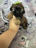 Toffee, a female Maltipoo for sale in Fort Myers, FL – 3 of 7