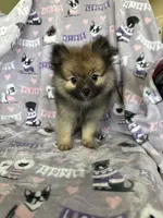 Teddy, a male Pomeranian for sale in Fort Myers, FL – 8 of 8