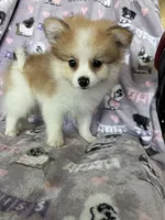 Ollie, a male Pomeranian for sale in Fort Myers, FL – 3 of 4