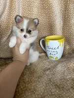 Pancetta , a female Pomeranian for sale in Fort Myers, FL – 5 of 7