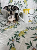 Rio, a male Chihuahua for sale in Fort Myers, FL – 3 of 3