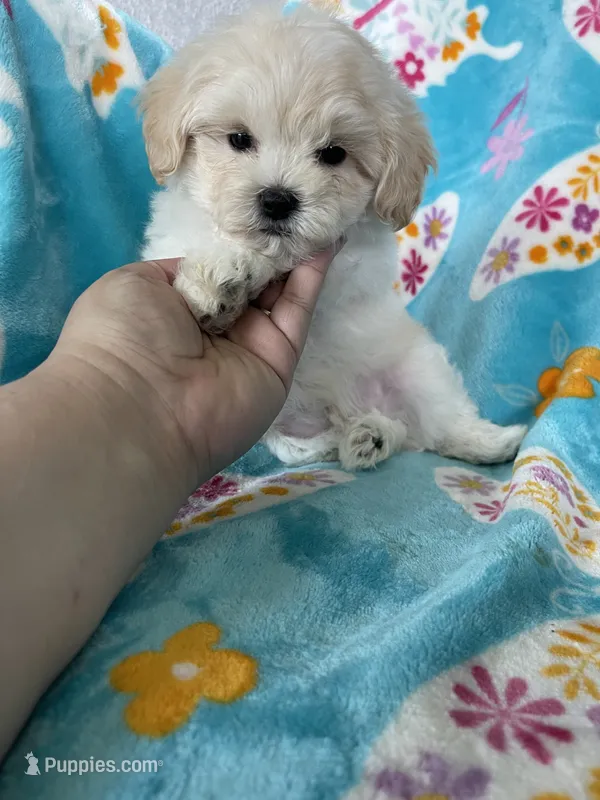 Arlo – Maltipoo puppy for sale in Fort Myers, FL