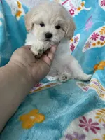 Arlo, a male Maltipoo for sale in Fort Myers, FL – 1 of 7