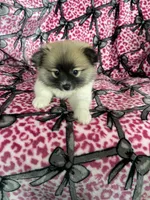 Mocchiato , a male Pomeranian for sale in Fort Myers, FL – 2 of 7