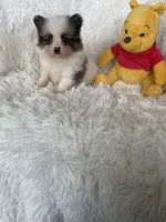 Gin Fizz, a male Pomeranian for sale in Fort Myers, FL – 2 of 9