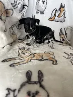 Agave, a female Chihuahua for sale in Fort Myers, FL – Photo 1 of 6