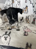 Agave, a female Chihuahua for sale in Fort Myers, FL – Photo 4 of 6