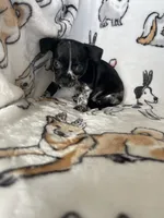 Agave, a female Chihuahua for sale in Fort Myers, FL – Photo 6 of 6