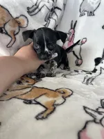 Agave, a female Chihuahua for sale in Fort Myers, FL – Photo 2 of 6