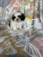 Chip, a male Shih Tzu for sale in Fort Myers, FL – 7 of 9