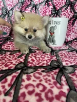Latte, a female Pomeranian for sale in Fort Myers, FL – 2 of 6