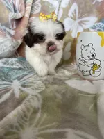 Nutella, a male Shih Tzu for sale in Fort Myers, FL – 3 of 10