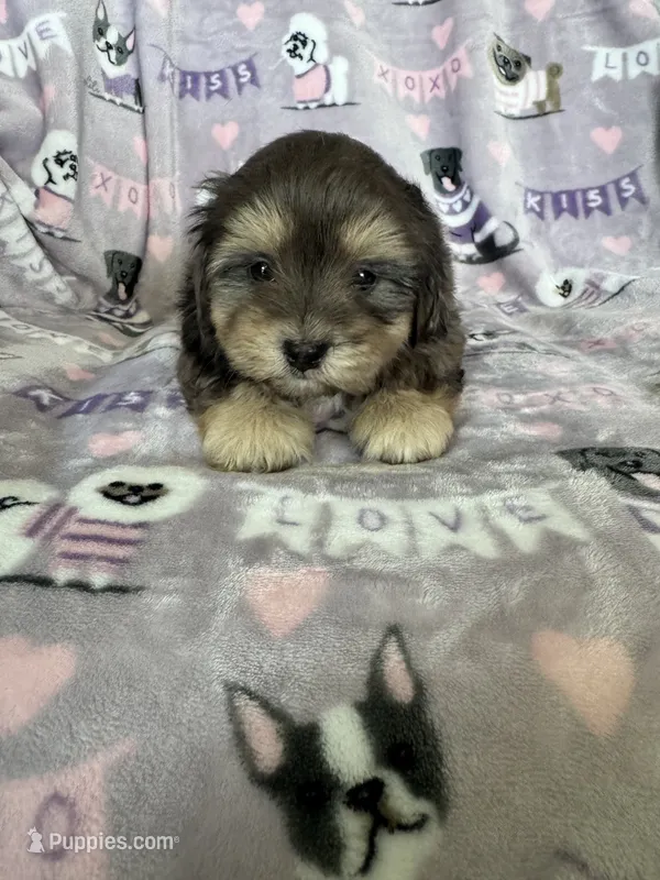 Cappuccino  – Maltipoo puppy for sale in Fort Myers, FL