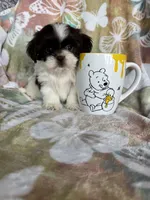 Twix, a male Shih Tzu for sale in Fort Myers, FL – 5 of 8