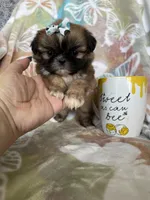 Tiny Cocoa, a female Shih Tzu for sale in Fort Myers, FL – 8 of 10