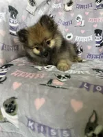 Benny, a male Pomeranian for sale in Fort Myers, FL – 3 of 8