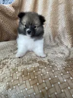 Pretzel, a male Pomeranian for sale in Fort Myers, FL – 3 of 7