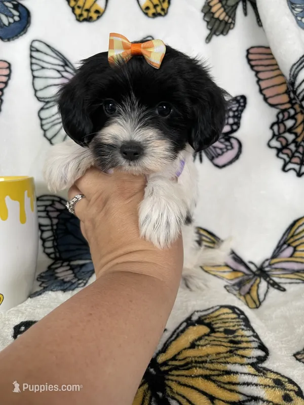 Sally – Maltipoo puppy for sale in Fort Myers, FL