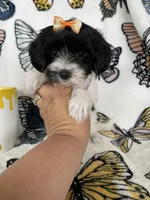 Sally, a female Maltipoo for sale in Fort Myers, FL – 1 of 8