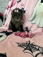 Harlee, a female Poodle - Miniature  for sale in Fort Myers, FL – 8 of 9