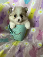 Brooklyn, a female Pomeranian for sale in Fort Myers, FL – Photo 2 of 9