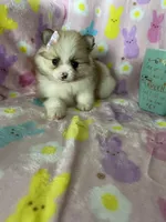 Brooklyn, a female Pomeranian for sale in Fort Myers, FL – Photo 7 of 9