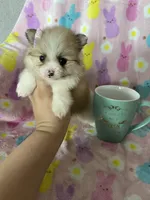 Brooklyn, a female Pomeranian for sale in Fort Myers, FL – Photo 9 of 9