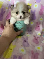 Brooklyn, a female Pomeranian for sale in Fort Myers, FL – Photo 1 of 9