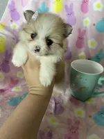 Brooklyn, a female Pomeranian for sale in Fort Myers, FL – Photo 4 of 9