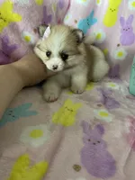 Brooklyn, a female Pomeranian for sale in Fort Myers, FL – Photo 8 of 9