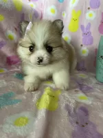 Brooklyn, a female Pomeranian for sale in Fort Myers, FL – Photo 5 of 9