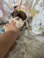 Micro Tootsie Roll, a female Shih Tzu for sale in Fort Myers, FL – 3 of 9