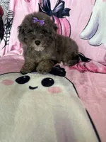 Scarlett , a female Poodle - Miniature  for sale in Fort Myers, FL – 2 of 7