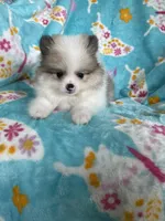 Stanley, a male Pomeranian for sale in Fort Myers, FL – 7 of 8