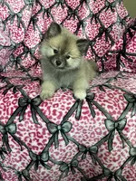 Biscotti, a male Pomeranian for sale in Fort Myers, FL – 2 of 8