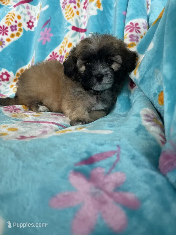 Teddy – Maltipoo puppy for sale in Fort Myers, FL