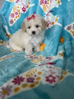 Gracie, a female Maltipoo for sale in Fort Myers, FL – 5 of 9