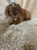 Paprika, a female Cavalier King Charles Spaniel for sale in Fort Myers, FL – 2 of 5