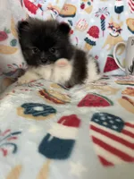 Tcup Milo, a male Pomeranian for sale in Fort Myers, FL – 4 of 9