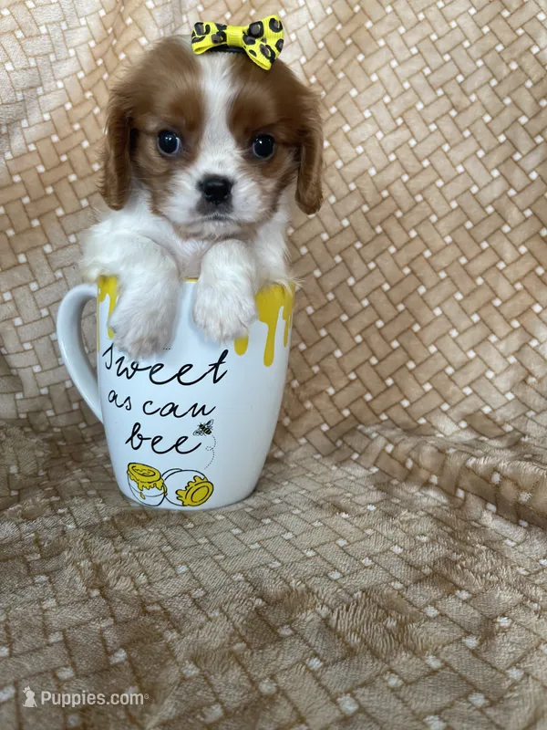 Praline – Cavalier King Charles Spaniel puppy for sale in Fort Myers, FL