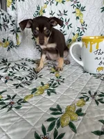 Riley, a female Chihuahua for sale in Fort Myers, FL – 5 of 5