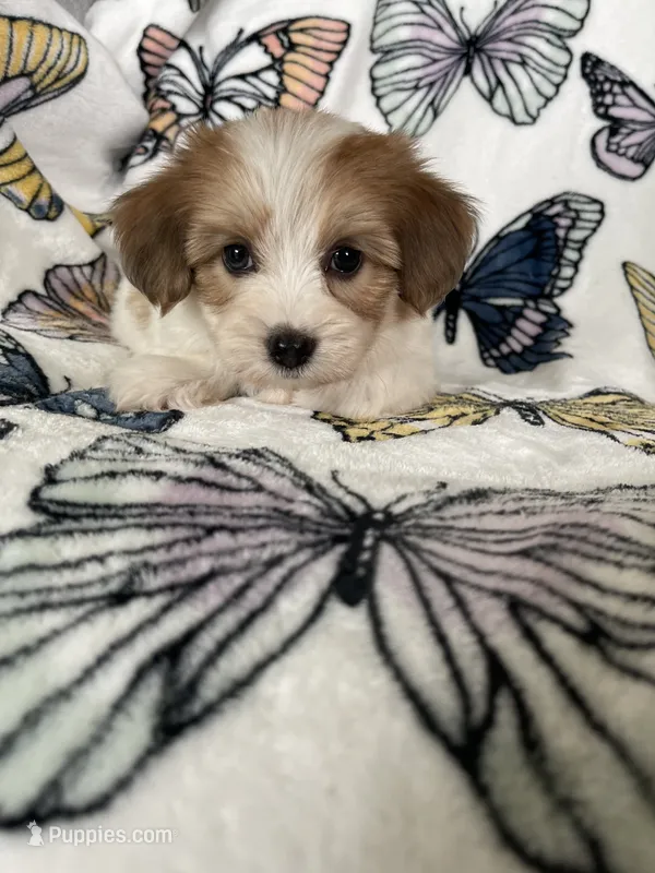 Stevie – Maltipoo puppy for sale in Fort Myers, FL