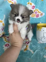 Tcup Chippy, a male Pomeranian for sale in Fort Myers, FL – 6 of 6