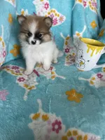 Yoshi, a male Pomeranian for sale in Fort Myers, FL – 5 of 8
