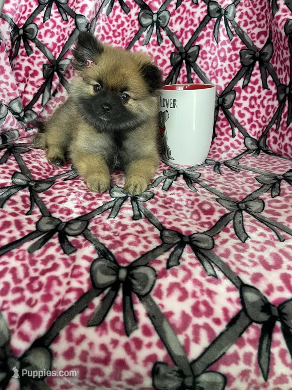Java – Pomeranian puppy for sale in Fort Myers, FL