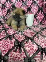 Java, a female Pomeranian for sale in Fort Myers, FL – 1 of 6