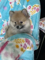 Frankie, a male Pomeranian for sale in Fort Myers, FL – 3 of 6
